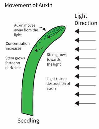 <ul><li><p>meristematic regions= highest concentration (leaf tip/new shoot)</p></li><li><p>highest concentration: SAM (apical meristem= most young/juvenile area)</p></li><li><p>lowest concentration: crown (crown= proximal, auxin=distal)</p></li><li><p>cell elongation and division, root initiation, cambial growth (INITIATES ROOT GROWTH)</p></li><li><p>areas of less light (light degrades auxin)</p></li><li><p>TRANSPORTED BASIPETALLY (moved DOWN to roots~ via xylem)</p></li></ul>