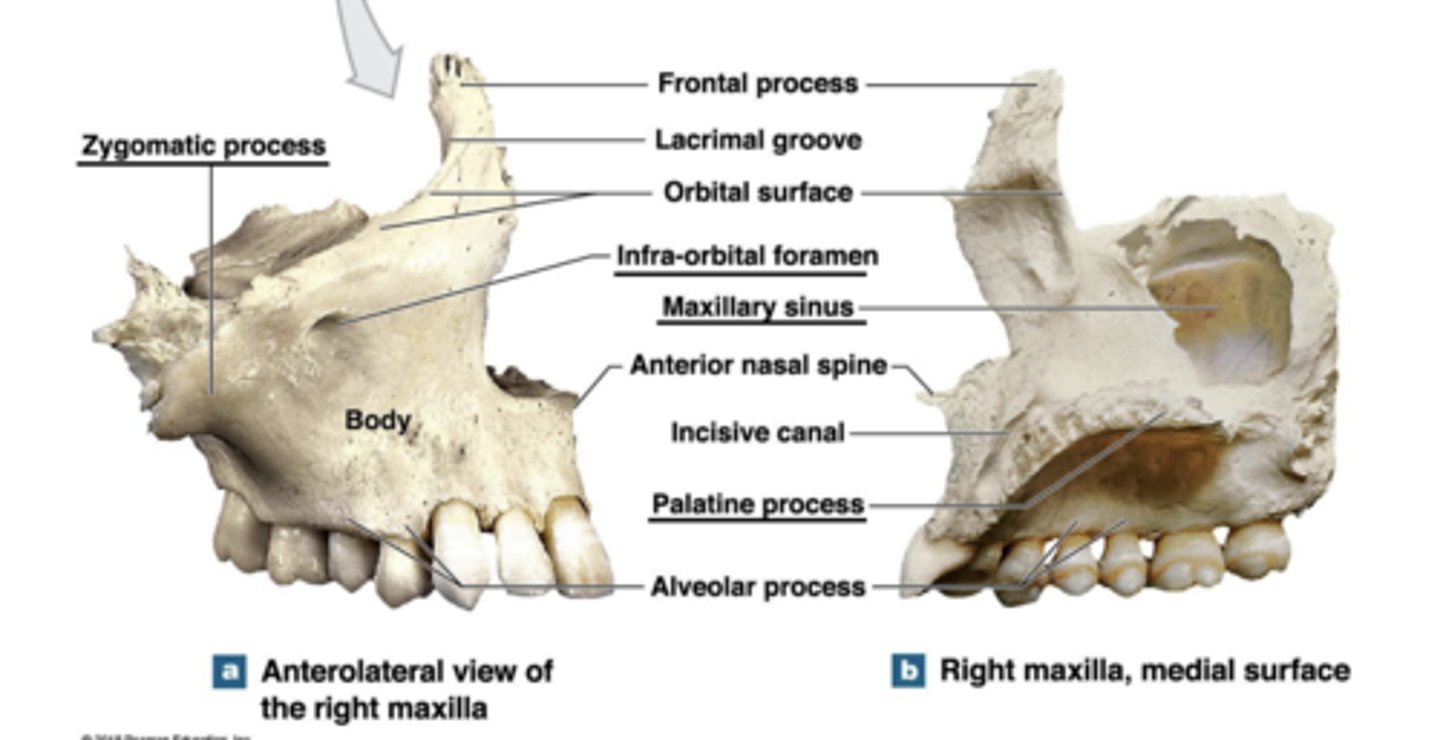 knowt flashcard image