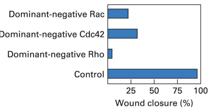 dom neg shows the importance of these factors in wound closure. 