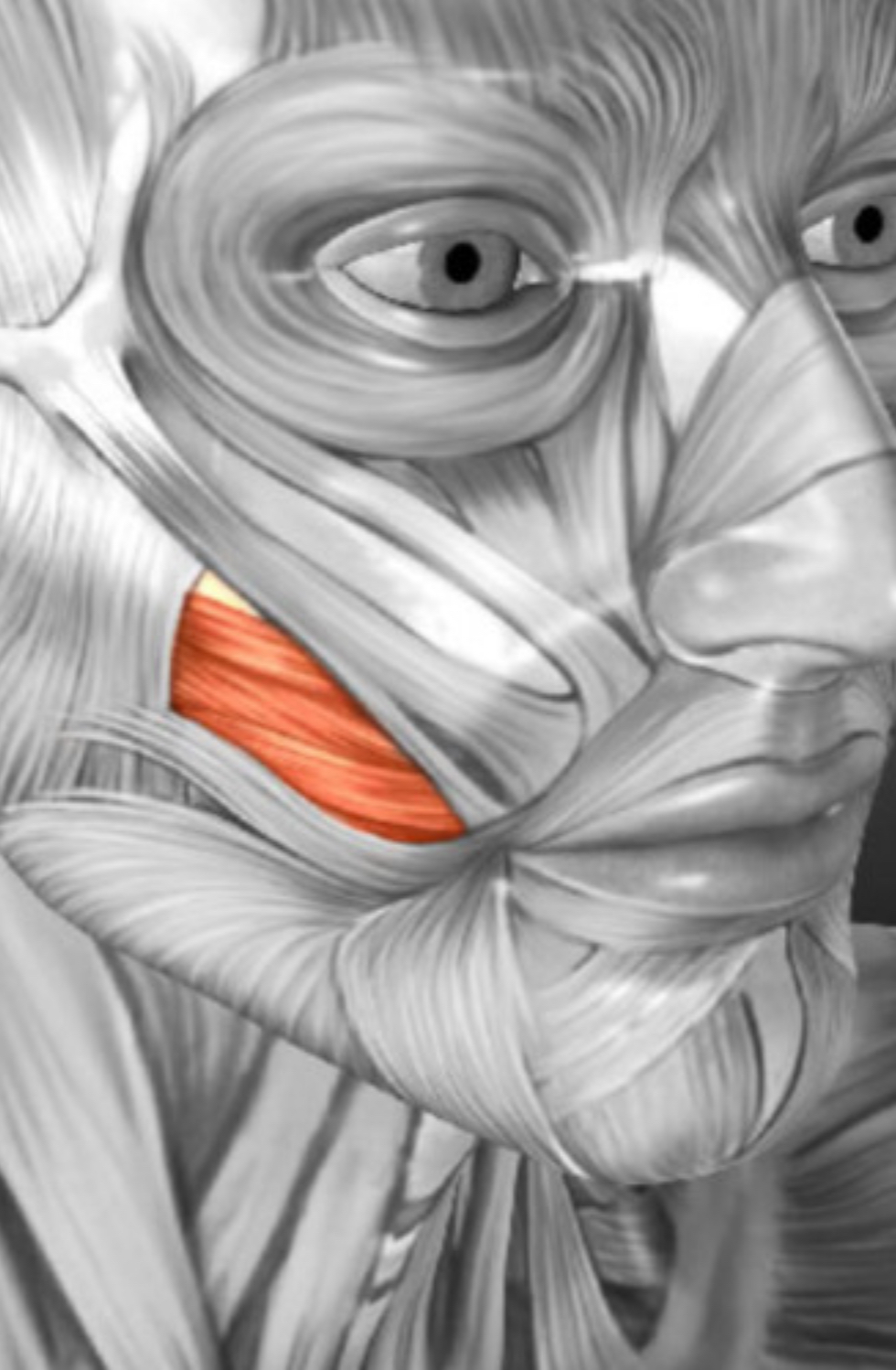 <p>what muscle is this?</p>