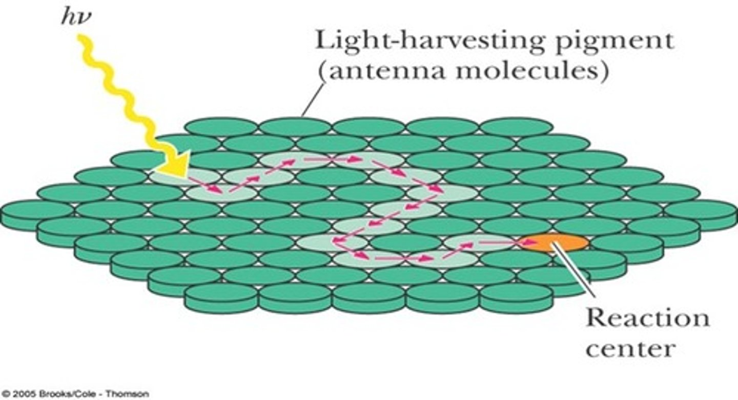 <p>- hundreds of chlorophylls &amp; accessory pigments together</p><p>- absorb light &amp; bounce energy from pigment to pigment</p><p>- eventually pass the energy to the reaction center chlorophyll</p>