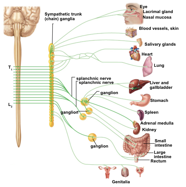 <ul><li><p>pupil - dilate pupil</p></li><li><p>lens - thin lens</p></li><li><p>lacrimal gland - decrease tear production</p></li><li><p>salivary glands - decrease saliva production</p></li><li><p>lungs - dilate bronchioles (increase air to lungs)</p></li><li><p>heart - increase heart rate</p></li><li><p>GI tract - decrease activity of digestive system</p></li><li><p>sweat glands - produce sweat</p></li></ul><p></p>