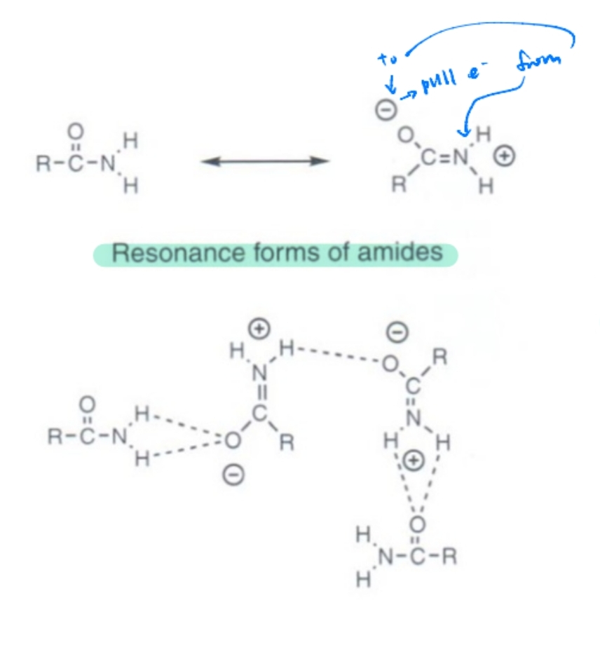 <p><span>Amides have partial double-bond character due to resonance, reducing basicity.</span></p>