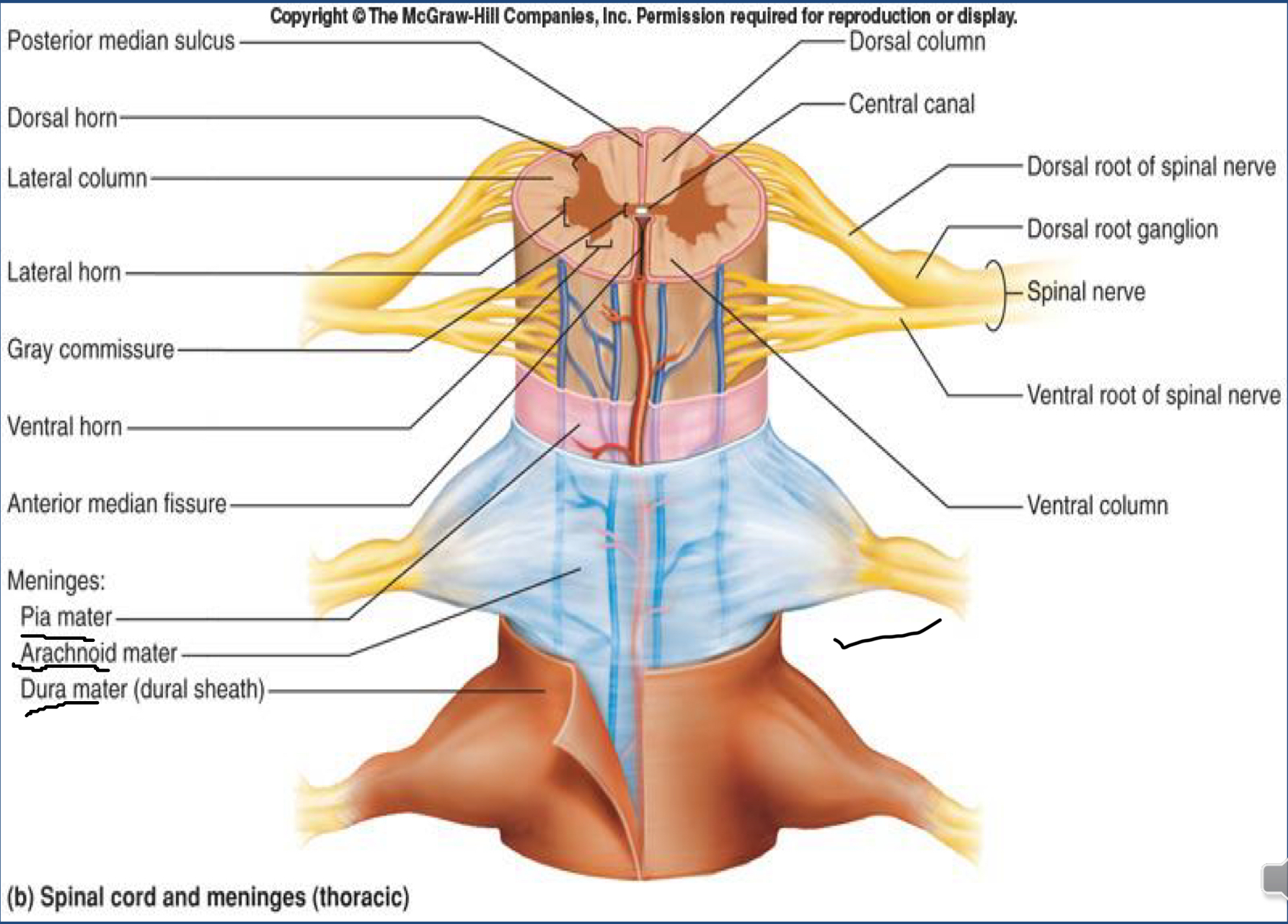 <p>Vertebra</p><p>Epidural Spcae (mainly fat, NOT IN CRANIAL)</p><p>Dura Mater (single meningeal layer)</p><p>Subdural Space</p><p>Arachnoid Mater</p><p>Subarachnoid Space (contians in CSF)</p><p>Pia Mater</p>