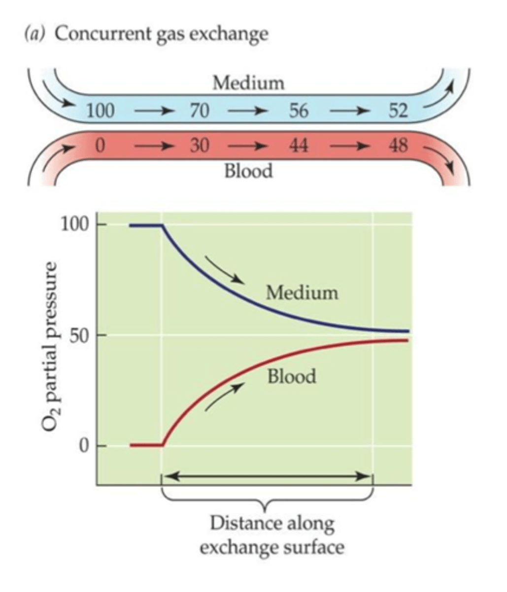 <p>equilibrium: as blood and medium flow in the same direction, they gradually approach equilibrium</p>