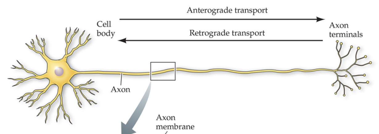 <p>Anterograde Transport: from the cell body to the axon terminal;</p><p>Retrograde Transport: from the axon terminal to the cell body </p>