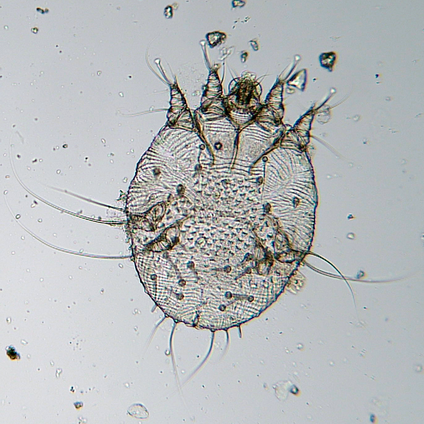 <p>Kmeň: Arthropoda</p><p>Amandibulata</p><p>Podkmeň: Chelicerata</p><p>Trieda: Arachnida</p><p>Acari</p><p>Nadrad: Acariformes</p><p>Rad: Sarcoptiformes</p>