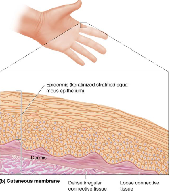 <ul><li><p>Outer layer of keratinized stratified squamous epithelium</p></li><li><p><strong>Dermis</strong>: layer of loose connective tissue beneath epidermis + deeper layer of dense irregular tissue</p></li></ul><p></p>