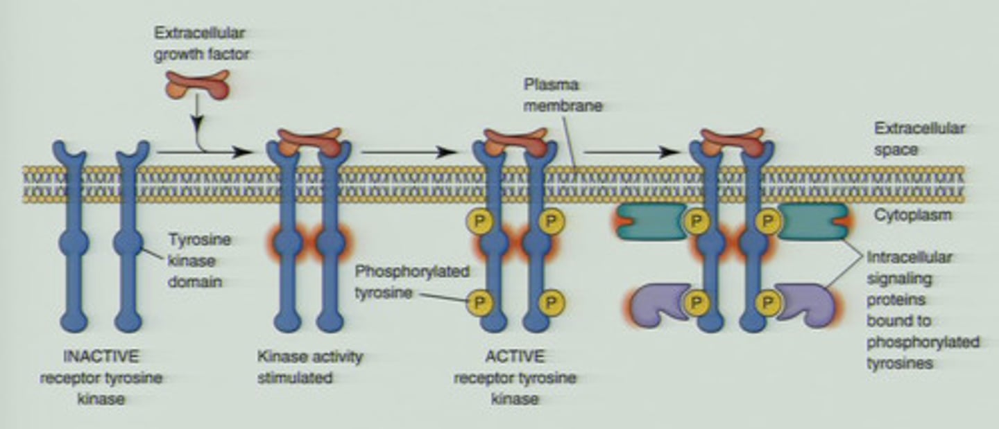 <p>(image with card)</p><p>1. extracellular binding occurs with ligane (hormone) on transmembrane protein containing tyrosine kinase</p><p>2. Intracellular tyrosine kinase self-phosphorylates and also phosphorylates other proteins inside the cell</p><p>3. phosphorylated (activated) proteins lead to a cascade of events, altering cell activity</p>
