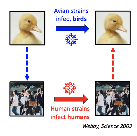 <ul><li><p>Avian influenza</p><ul><li><p>Binds alpha-2,3-sialic acid</p></li><li><p>Avian enteric tract</p></li></ul></li><li><p>Human influenza</p><ul><li><p>Binds alpha-2,6-sialic acid</p></li><li><p>Human respiratory tract</p></li></ul></li></ul><p></p>