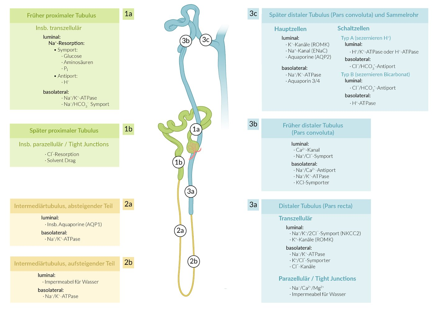 <p>A. Up to the end of the proximal convoluted tubule</p>