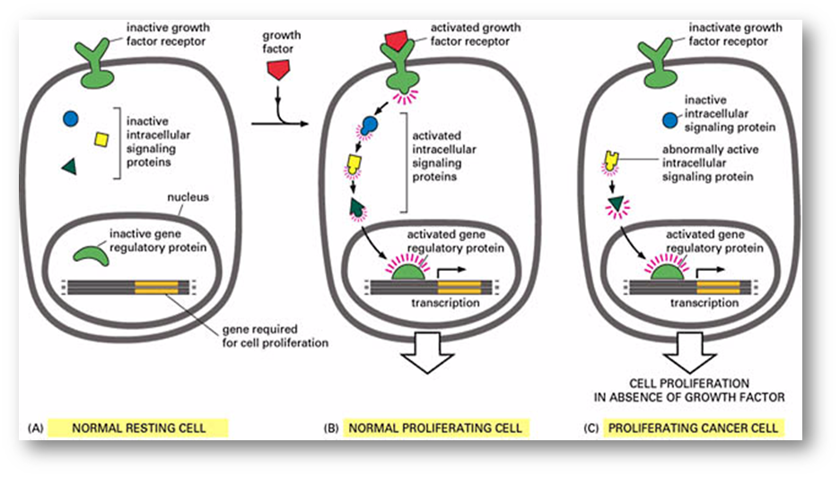 <ul><li><p><span>Ras is a small GTPase</span></p></li><li><p><span>Mutations can cause loss of GTPase activity so there is an abnormally active intracellular signalling protein</span></p></li><li><p><span>Ras mutations found in a large proportion of adenocarcinomas</span></p></li><li><p><span>Yellow signalling protein in diagram is ras</span></p></li></ul><p></p>