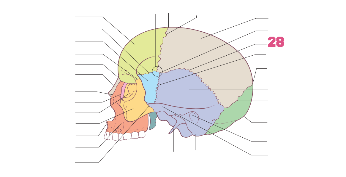 <p>28</p>