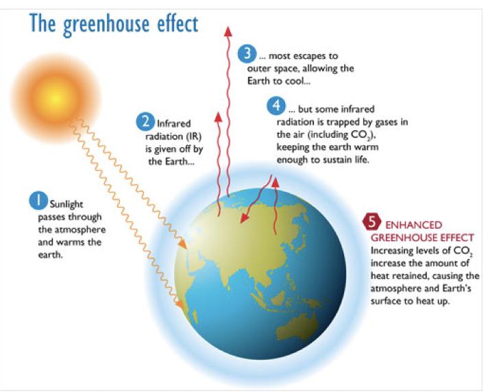 <p>the earth climate is driven by incoming shortwave solar radiation:</p><ul><li><p>around 31% of carbon Is reflected by clouds and gases in the atmosphere  </p></li><li><p>the remaining 69% is absorbed by the earths surface and oceans </p></li><li><p>69% of surface absorption is reradiated to space as long wave radiation </p></li></ul><p></p>