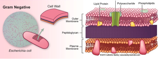 <p>thin protein layer on their cell wall (stain pink)</p>