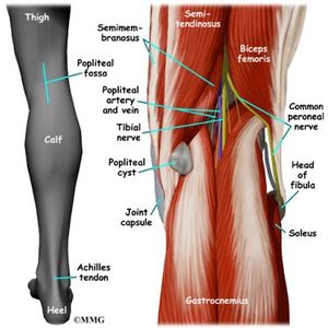 <p>Popliteal</p>