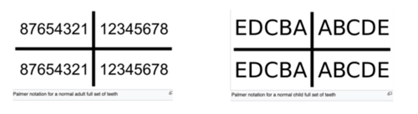 <p>The palmer teeth nomenclature is the most preferred method used by most ____________</p>