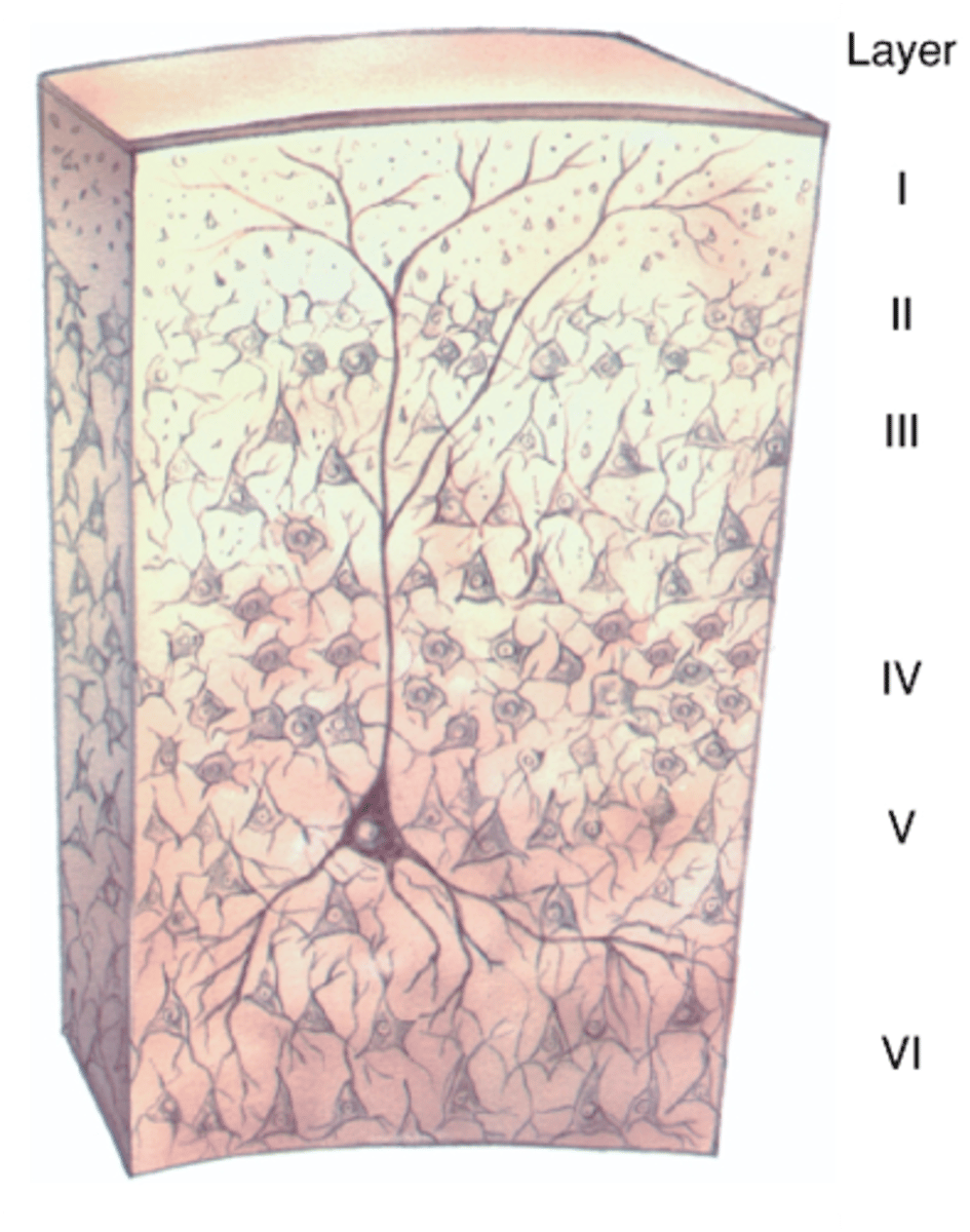 <p>The exact structure of the layers ______ between ________ of the neocortex</p>