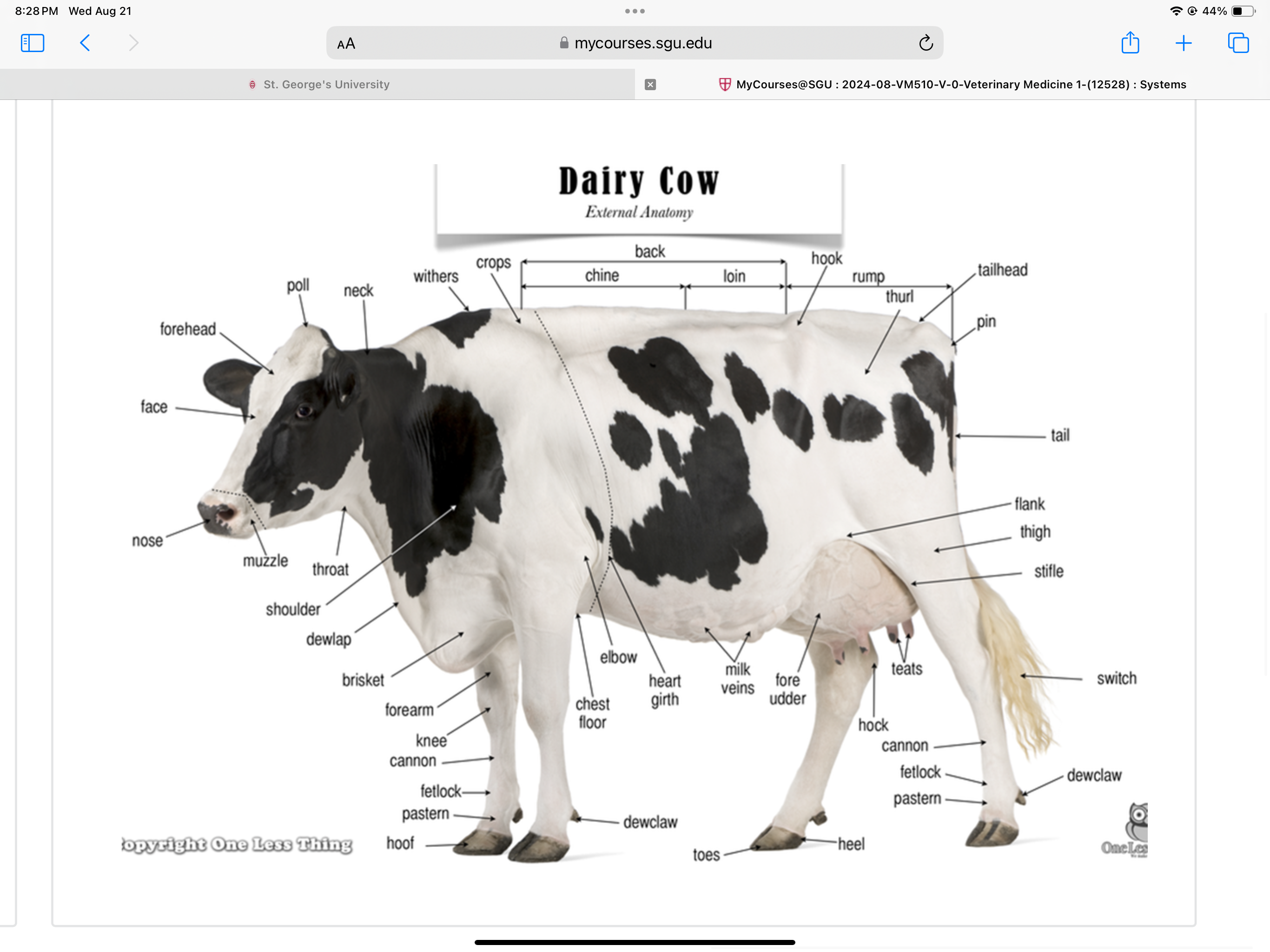 <p>In the ruminants and horses, the flank and the paralumbar fossa are the common site for taking incisions for abdominal surgeries</p>