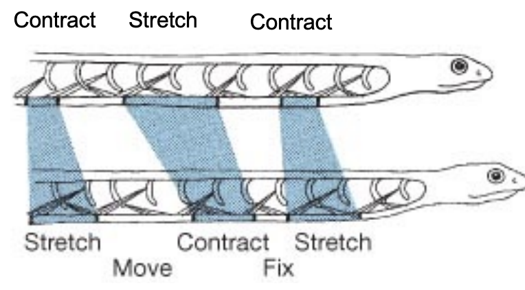 <ul><li><p>Used predominantly by heavy-bodied snakes (e.g., <strong>Boidae</strong>)</p></li><li><p>Alternate sections of the ventral surface are lifted off the ground and pulled forward by muscles that originate on the ribs and insert on the ventral scales</p></li><li><p>Waves of contraction move from anterior to posterior and the snake moves forward</p></li><li><p>Slow but effective</p></li></ul><p></p>