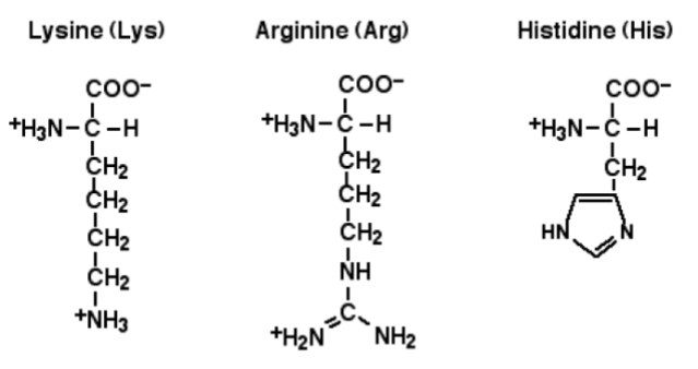 <p>Lysine[LYS] Arginine[ARG] Histidine[HIS]</p>
