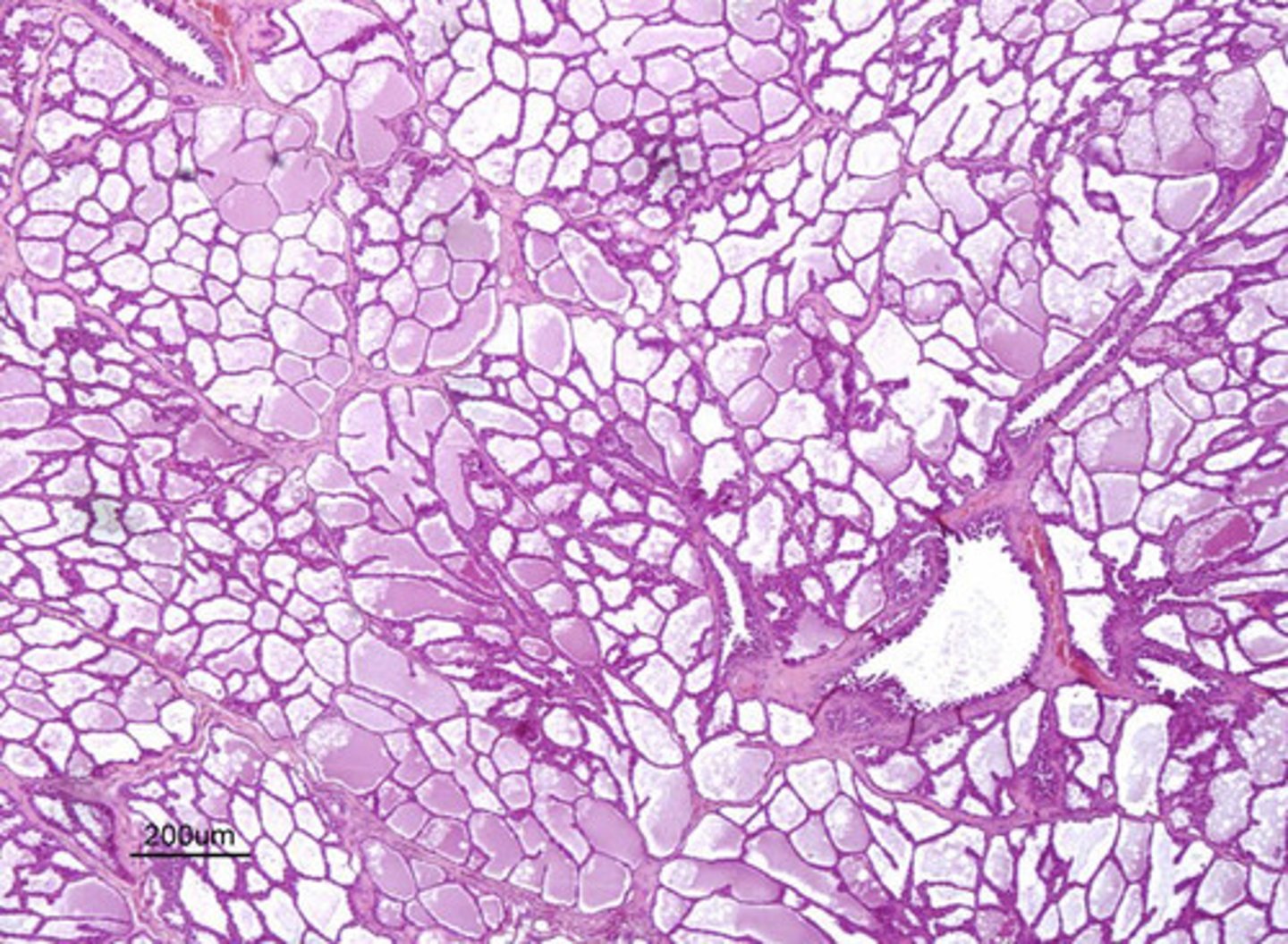 <p>is this mammary gland active or inactive?</p>