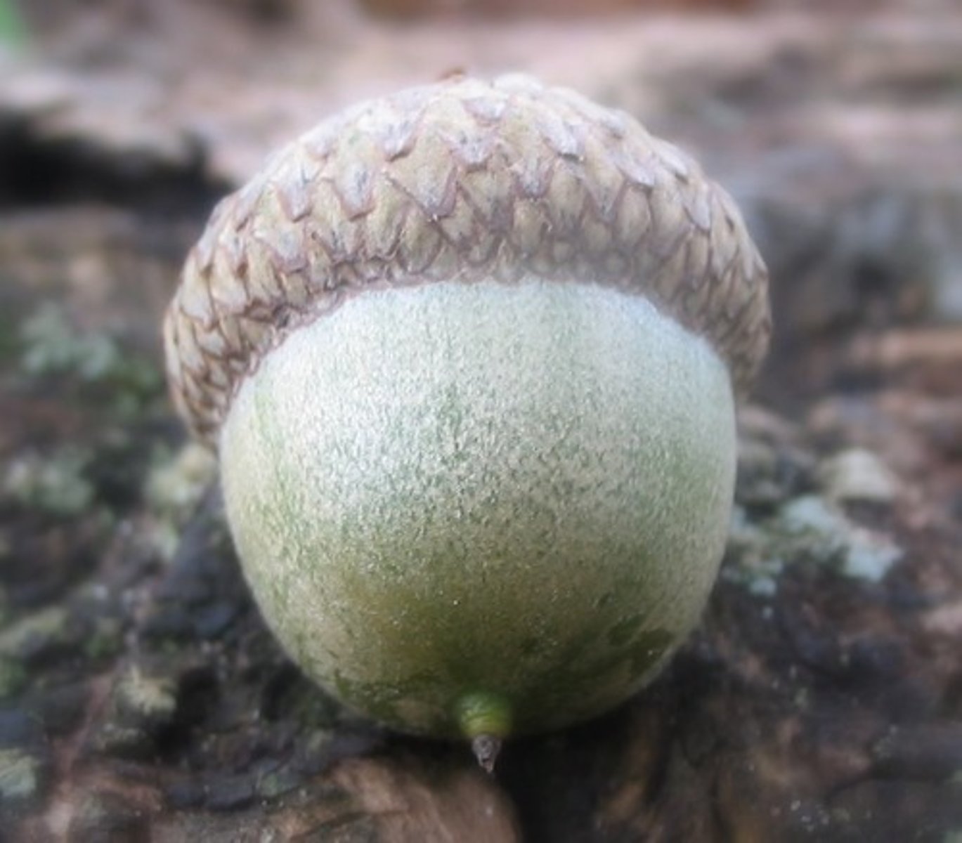 <p>dry at maturity</p><p>- outer wall will either split open to release the seeds or will stay closed</p><p>---------------------------</p><p>EXAMPLE</p><p>- Legumes</p><p>- nuts</p><p>- acorns</p>