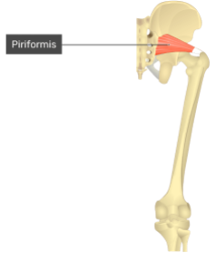 **O:** anterior surface of sacrum

**I:** greater trochanter of femur