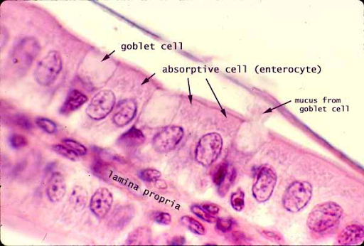 <p>cells with seemingly empty cytoplasm</p><p>-mucus secreting cells interspersed among the simple columnar absorptive cells (enterocytes)</p>