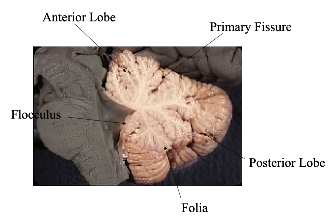 <ul><li><p>Floccular nodular lobe: balance</p></li><li><p>Vermis: Correcting movements of trunk</p></li><li><p>Paravermis: correcting movements of extremities</p></li><li><p>Hemispheres: timing movements</p></li></ul><p></p>