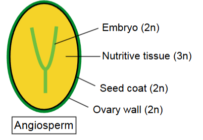 <p>are haploid and have a 3n nutritive tissue and 2n ovary wall to protect (fruits) and represent 90% of plant diversity and pollination via wind or animals</p>