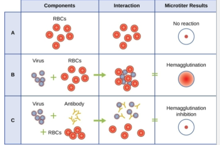 <p>Hemagglutination Assay</p>