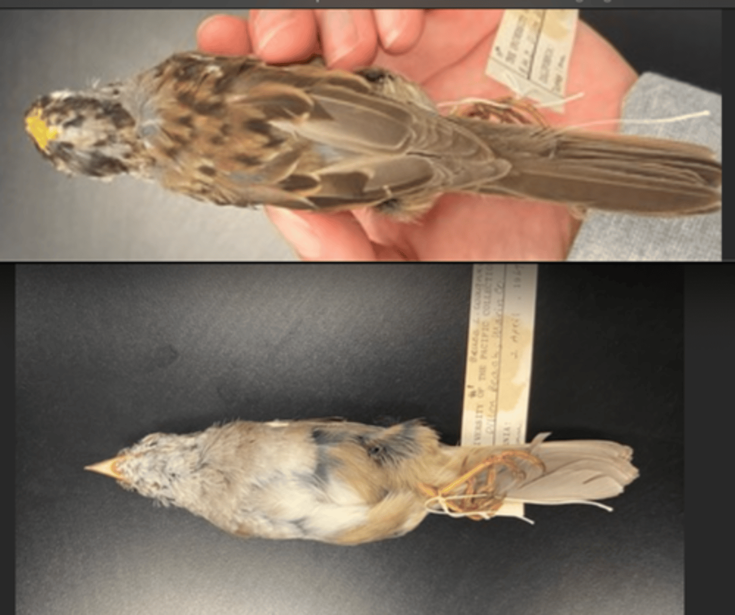 <p>DIET</p><p>- green seedlings and seeds of weeds; insects.</p><p>---------------------------</p><p>BEAK</p><p>- uniform dusky gray along its entire length</p><p>- upper beak is darker than lower beak</p><p>- bicolored bill</p><p>---------------------------</p><p>FOOT MORPHOLOGY</p><p>- Anisodactyl</p>