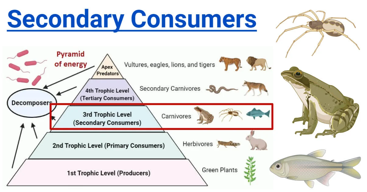 <p>top</p><ul><li><p>primary producers</p></li><li><p>herbivores/primary consumers</p></li><li><p>primary carnivores/secondary consumers</p></li><li><p>secondary carnivores</p></li></ul><p>bottom</p>
