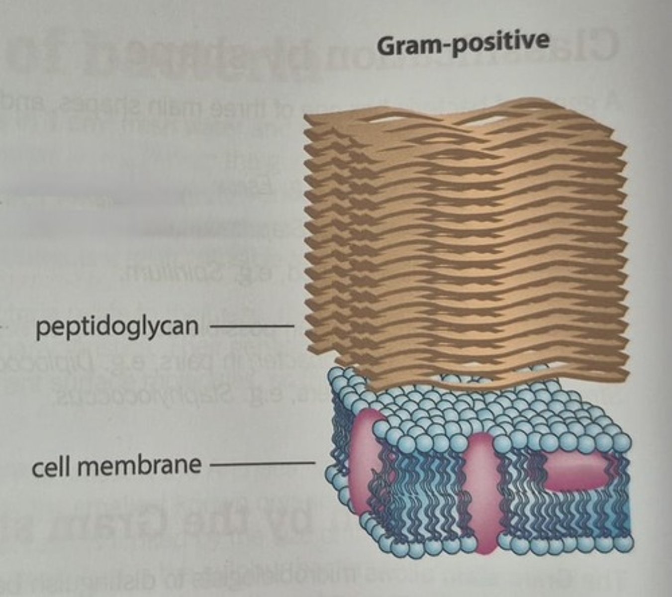 <p>thick Peptidoglycan layer, periplasmic space, cytoplasmic membrane</p>