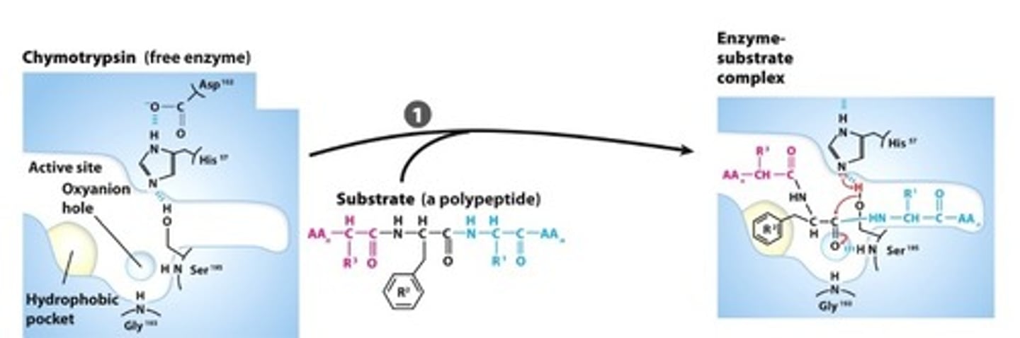 <p>SUBSTRATE BINDING: The peptide side chain fits into a hydrophobic pocket, aligning the peptide bond for attack</p>
