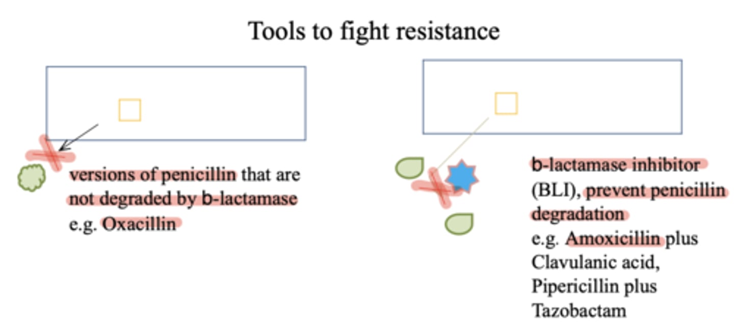 <p>bacteria do not grow in the presence of the drug(s) i.e. there is effective therapy</p>