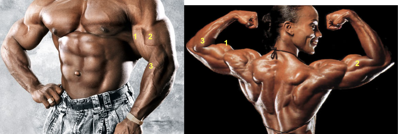 <p>Name all three muscles. </p>
