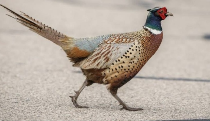 <p>What is the scientific name for pheasant?</p>