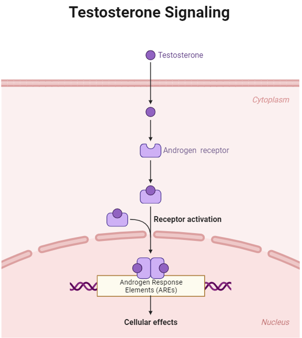 <p>A steroid hormone involved in male development and reproductive functions, influencing a range of physiological traits:</p><ul><li><p>Facial hair growth </p></li><li><p>Voice deepening</p></li><li><p>Increase in muscle mass</p></li><li><p>Male pattern baldness</p></li><li><p>Effects mood, bone density and libido</p></li></ul><p><span>Primarily secreted by the Leydig cells in the testes in males and secreted in smaller quantities by the adrenal glands in both sexes.</span></p>