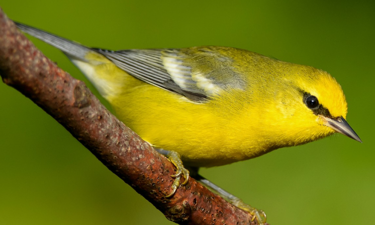 <p>What bird is this? </p>