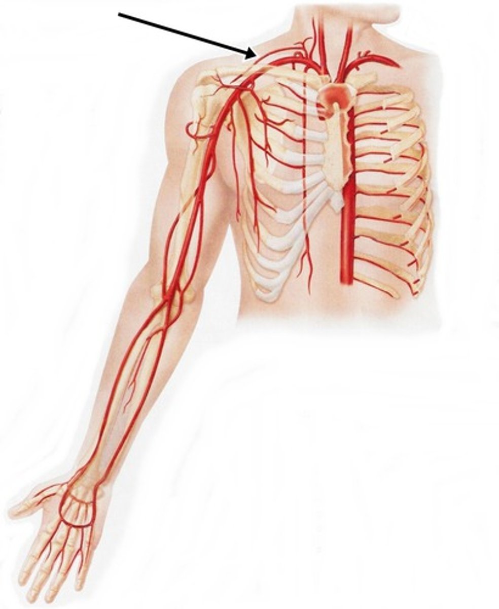 <p>comes off thyrocervical trunk</p>