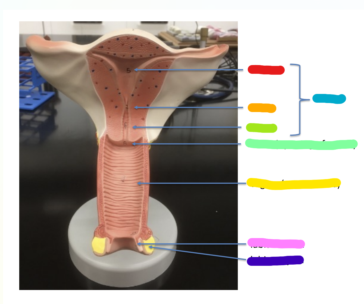 <p>What is indicated by the Blue Section?</p>