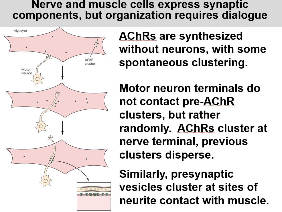 <p>It seems totally random where a motor neuron wants to form a synapse </p>