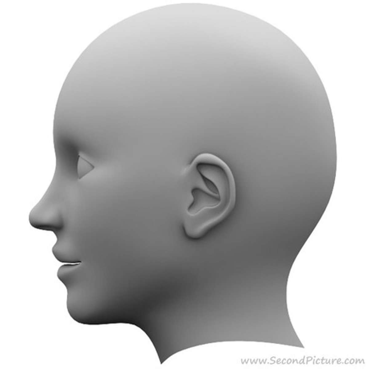 <p>Head</p>
