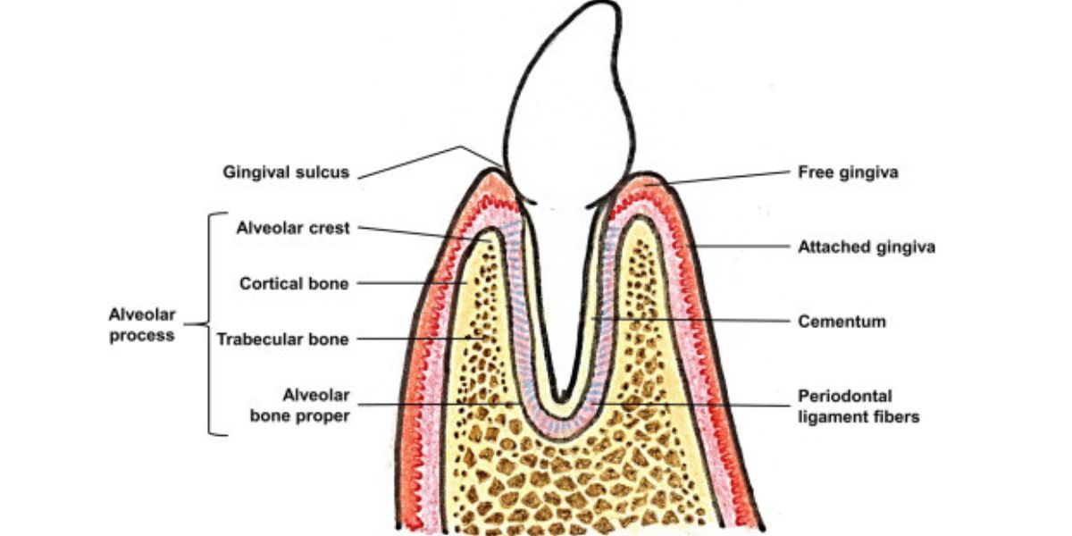 <p>The supporting suckets of the teeth </p>