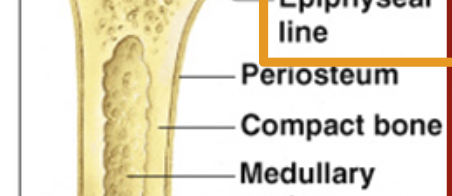 <p><span style="font-family: &quot;Trebuchet MS&quot;, sans-serif">Periosteum</span></p>