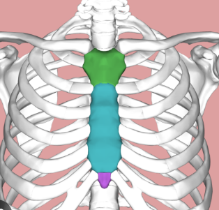 <p>breast bone with three parts:</p><ul><li><p>manubrium</p></li><li><p>body</p></li><li><p>xiphoid&nbsp;</p></li></ul><p></p>