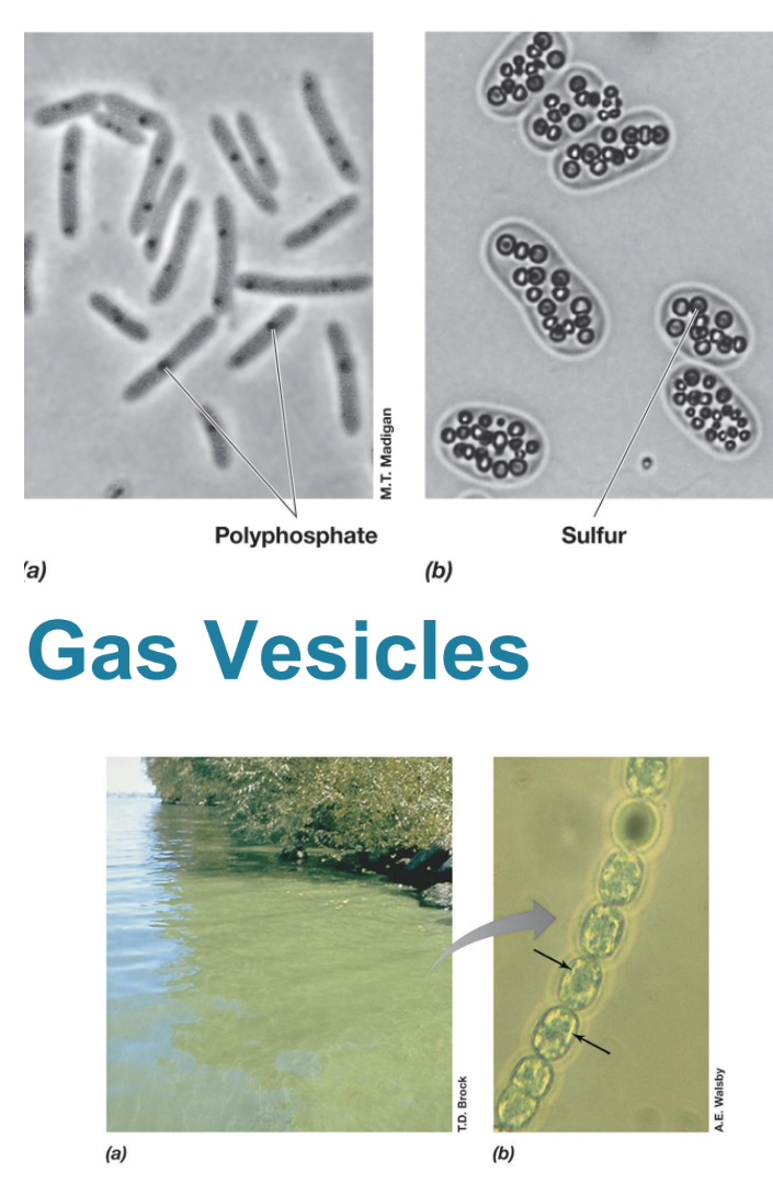 <p>Inclusions function as<span style="color: purple;"><strong> energy reserves, </strong></span>carbon or phosphorus reservoirs, and/or have special functions</p><p>– <u>glycogen</u>: glucose polymer</p><p>Gas Vesicles – Confer buoyancy</p>