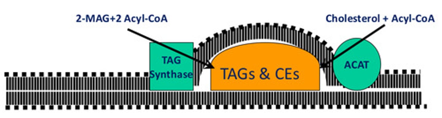 <p>Between the phospholipid bilayers of ER membranes</p>